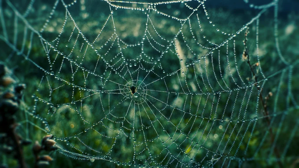 A close-up of a spider web covered in dewdrops, glistening in the morning light with a blurred green background of grass and plants.